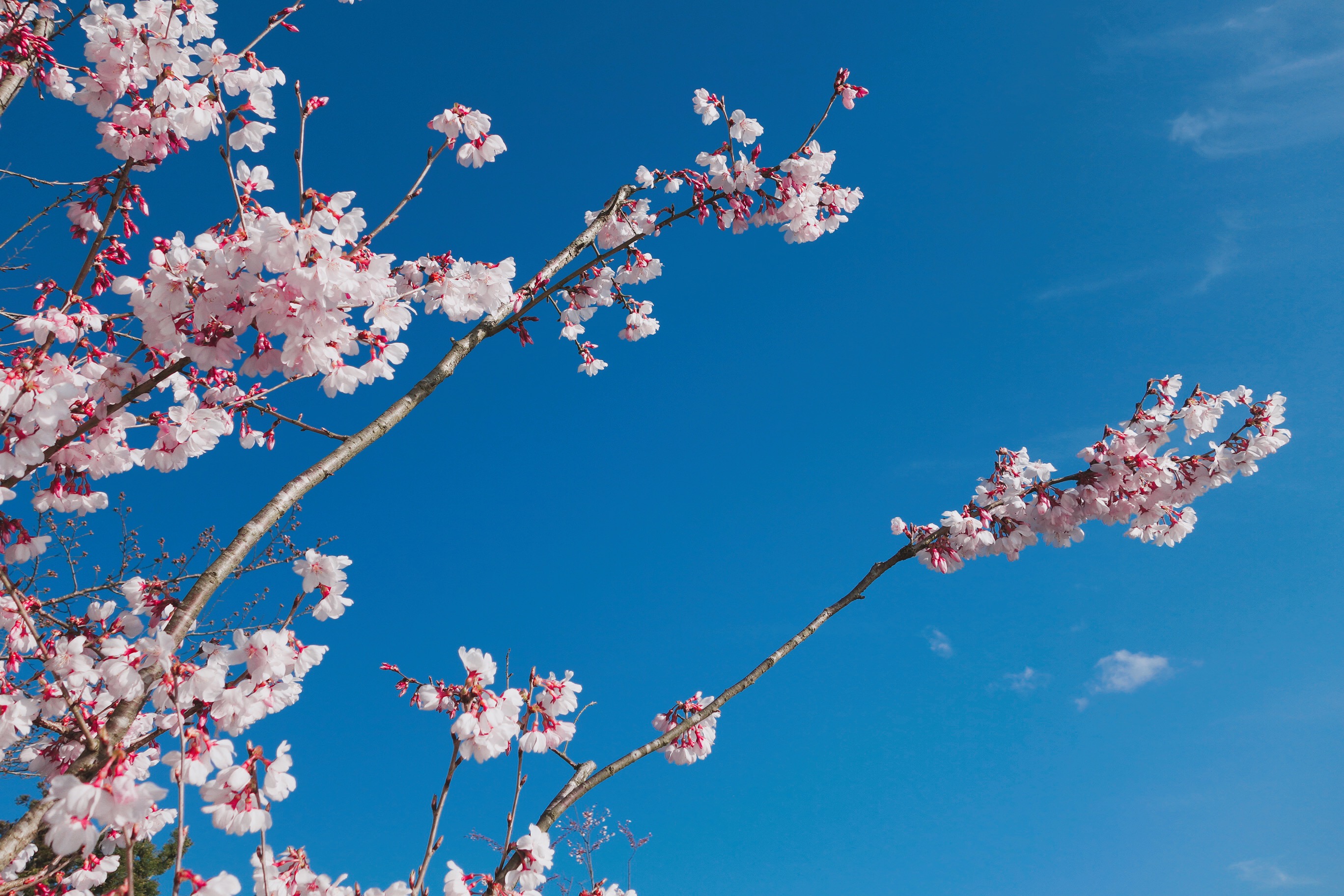 🇯🇵【宇治】漫步品嘗春初的宇治 Uji