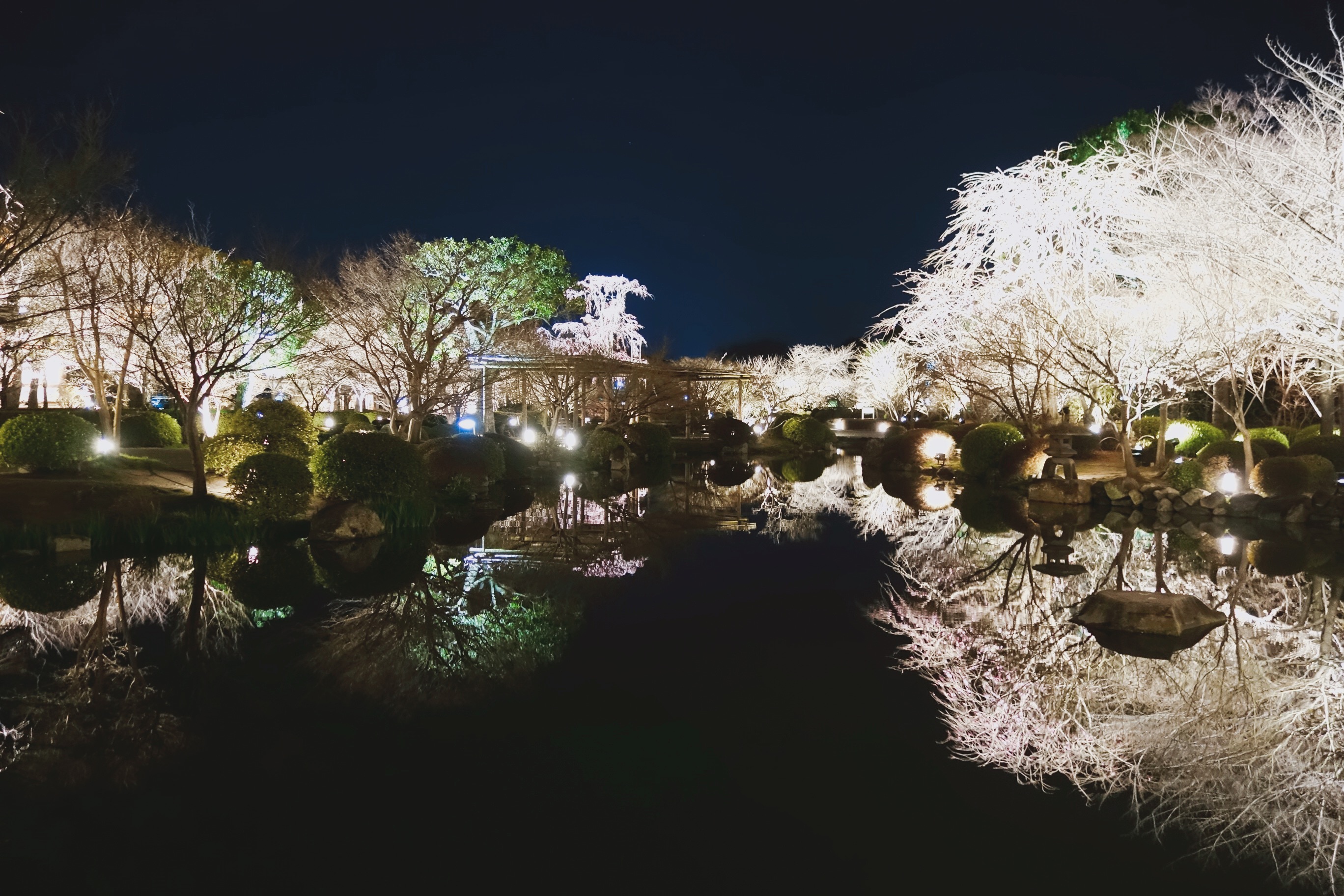 🇯🇵【京都】季節限定：東寺賞夜櫻 +京都美食：堀川鳥岩，串燒炸物在地激推