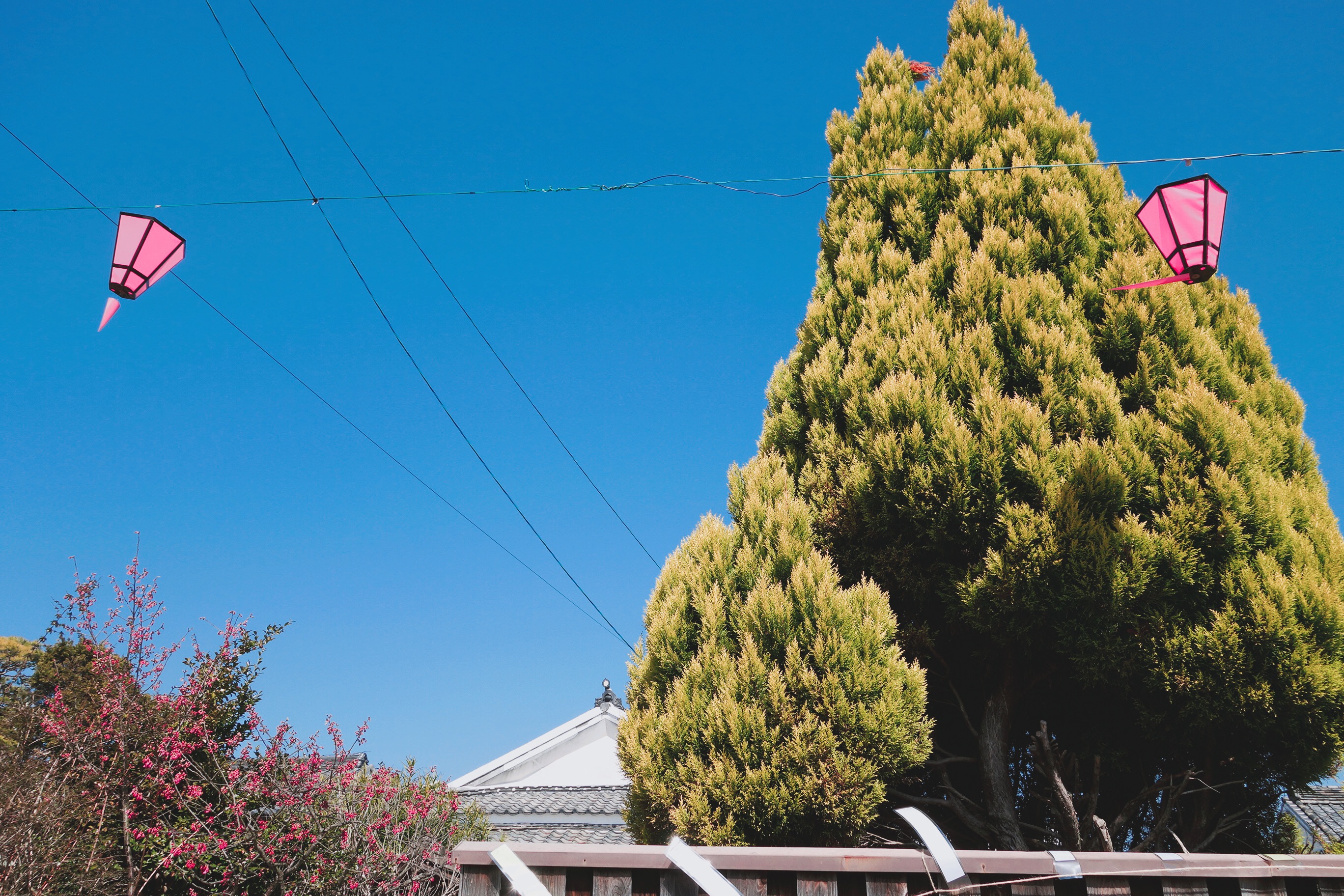 🇯🇵【佐賀】在日本當女孩兒真好！逛逛女兒節（雛祭）內含佐賀腳踏車租借推薦
