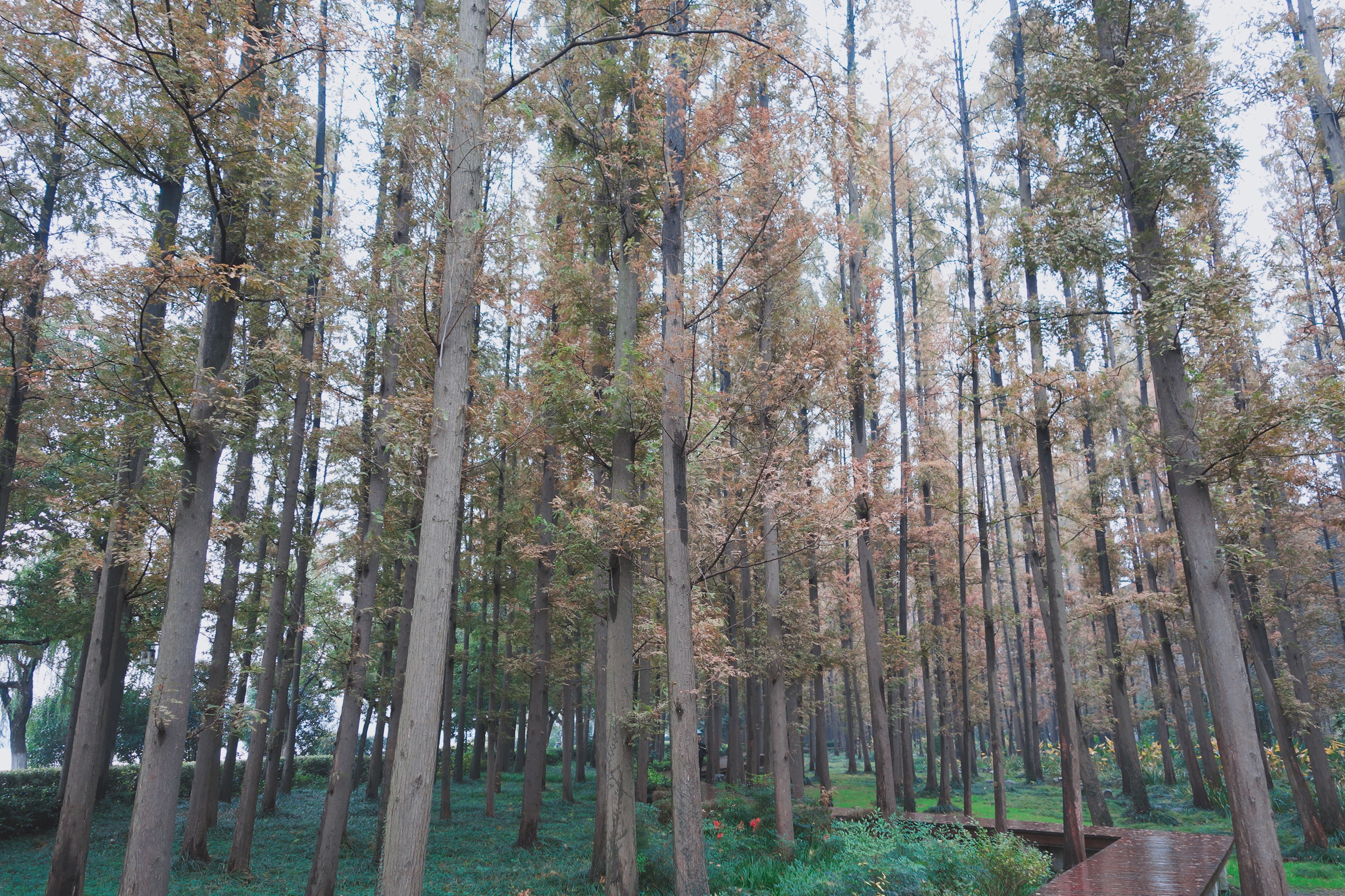 🇨🇳【南京】玄武湖公園＋南京夫子廟＋頤和路