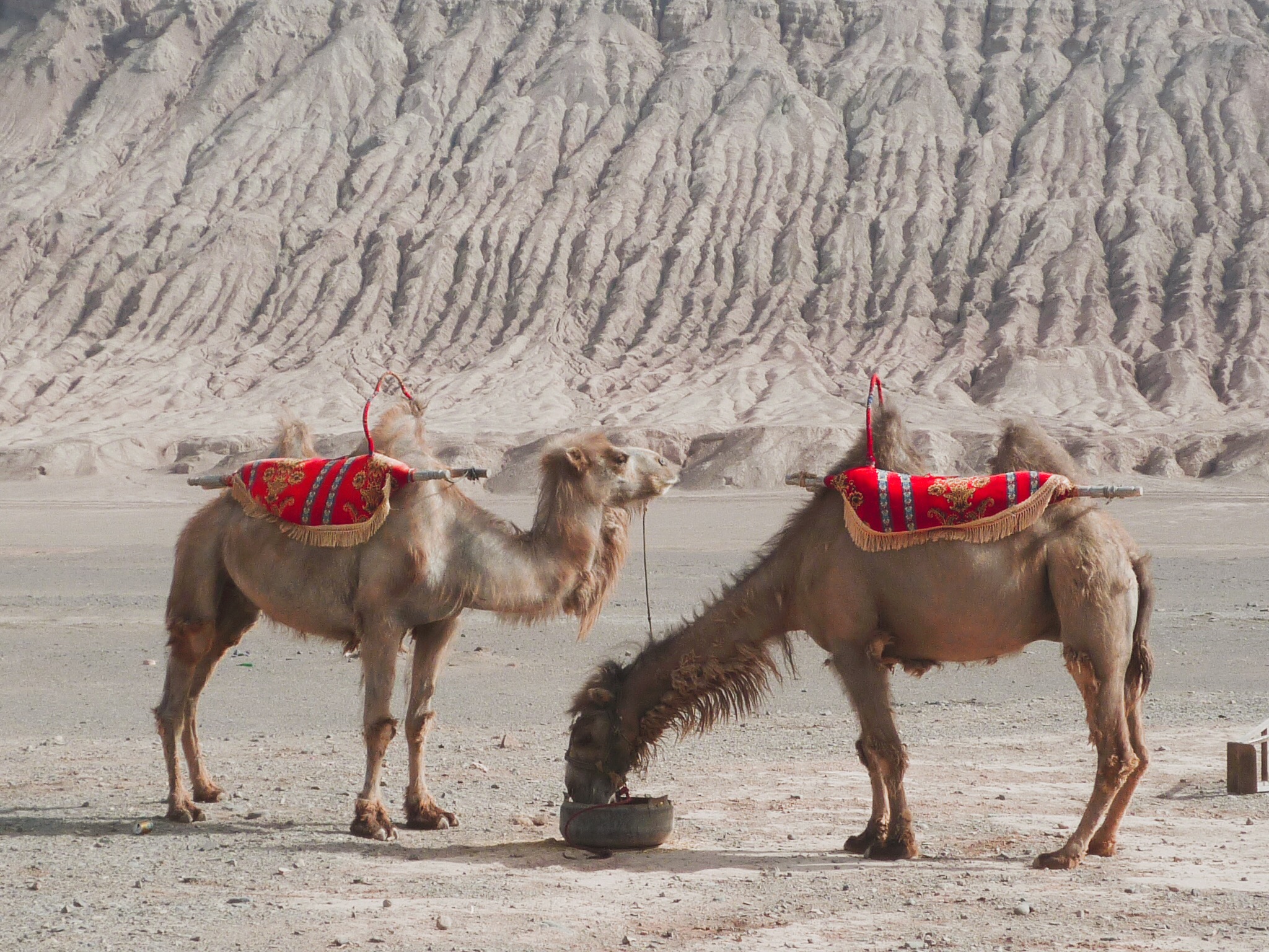 🇨🇳【新疆】吐魯番景點一網打盡(1)：火燄山、高昌故城