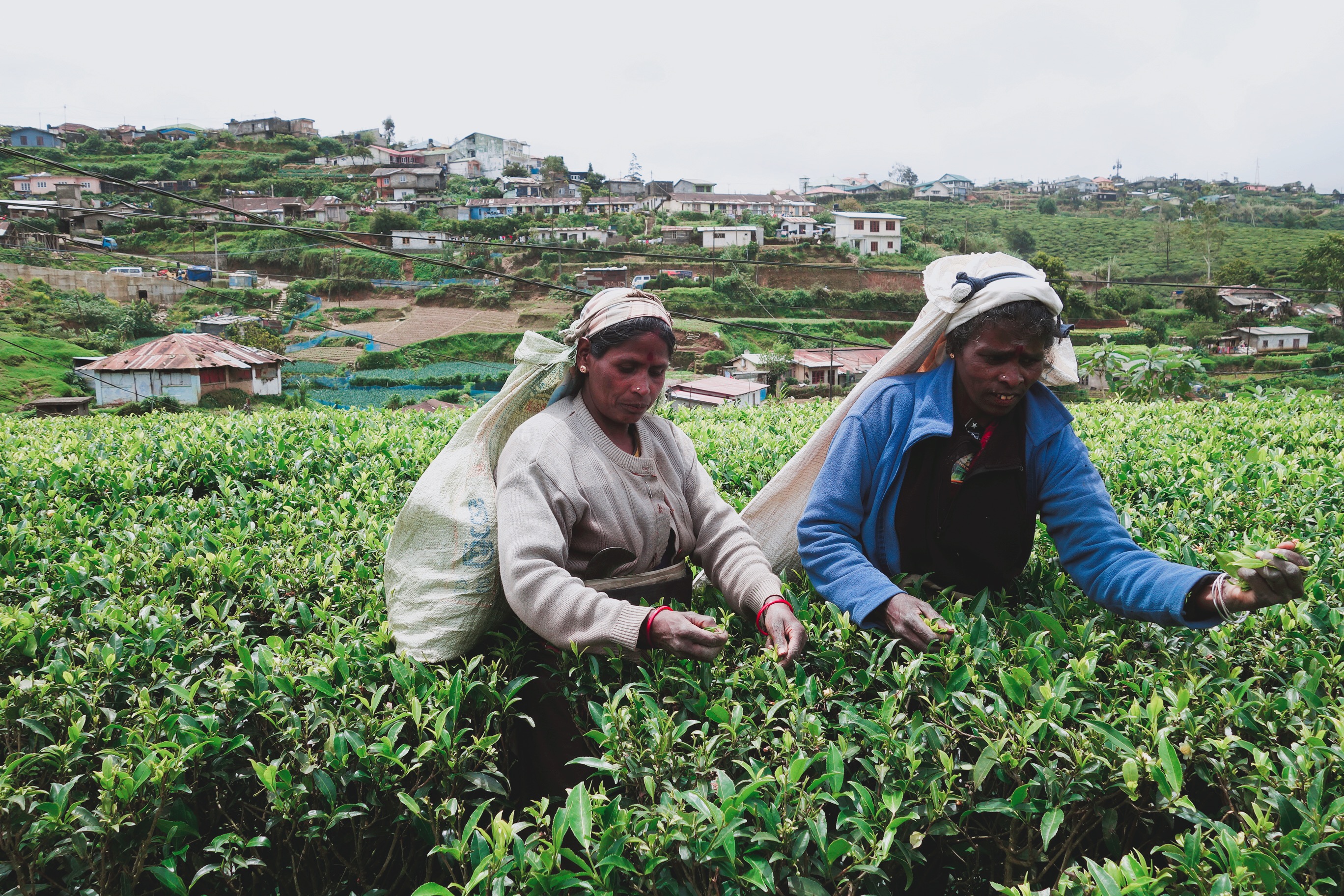 🇱🇰【斯里蘭卡】最美好的山城時光在Nuwara Eliya