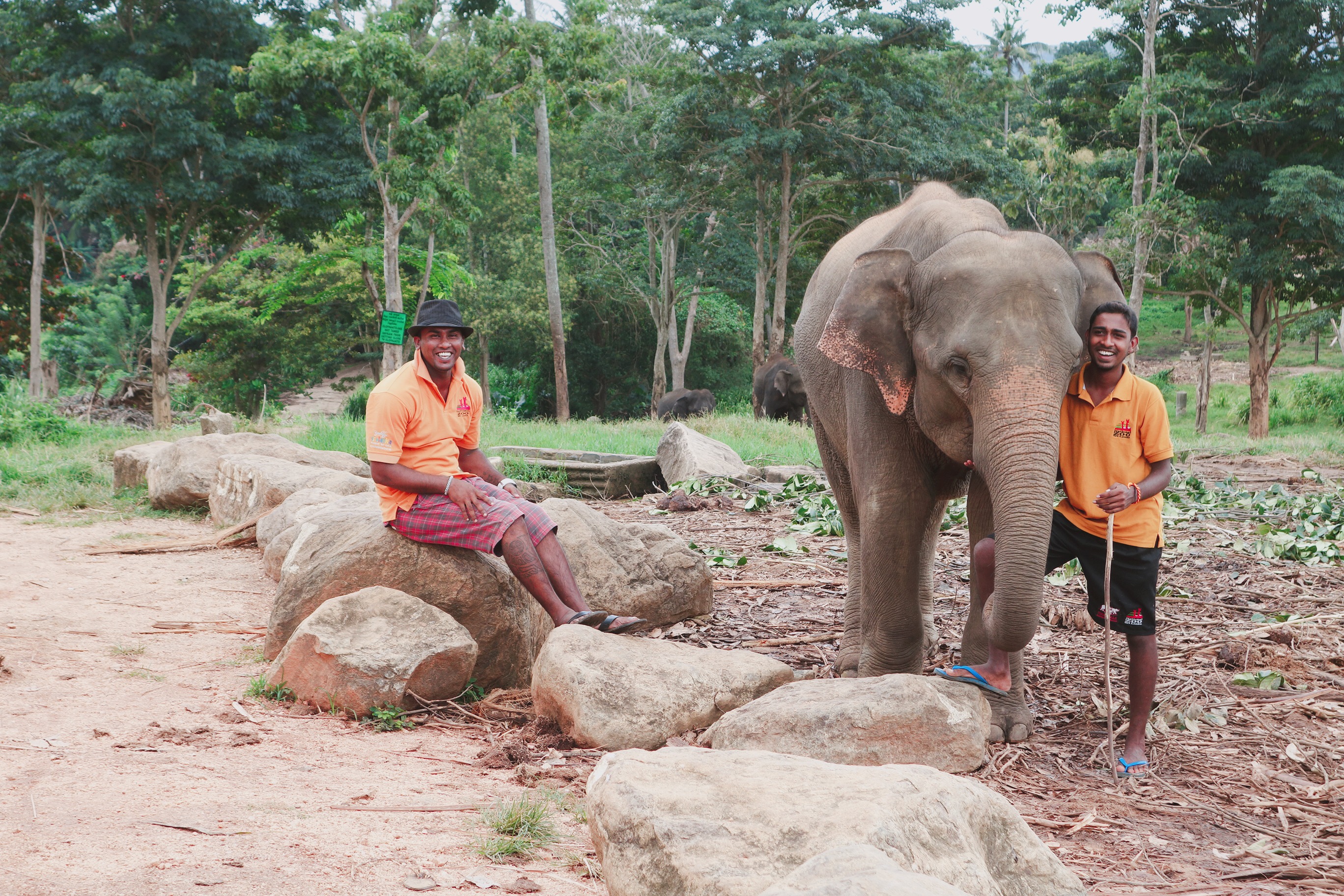 🇱🇰【斯里蘭卡】公益旅行的實踐,拜訪大象孤兒院