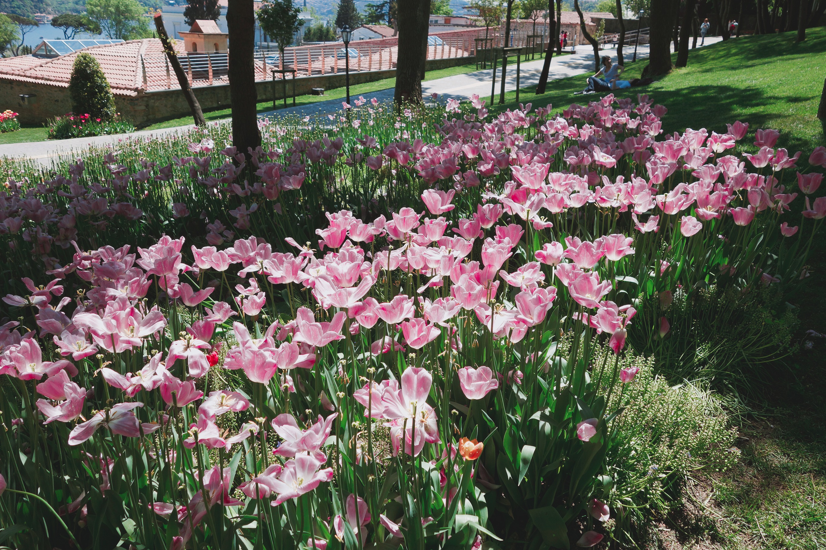 🇹🇷【伊斯坦堡】沈浸在Emirgan Park鬱金香花園曬太陽