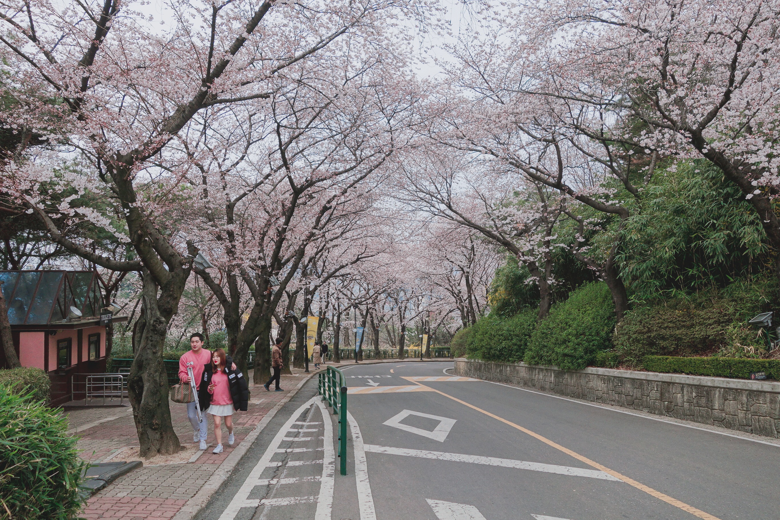 🇰🇷【大邱】大邱賞櫻首選：E-WORLD 이월드, South Korea