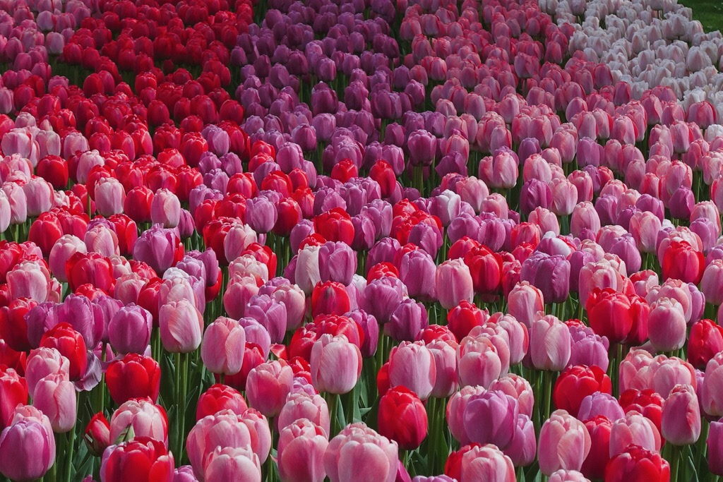 🇳🇱 荷蘭庫肯霍夫賞鬱金香攻略! 走訪全球最大、鬱金香品種最多的歐洲花園 Keukenhof, Netherlands