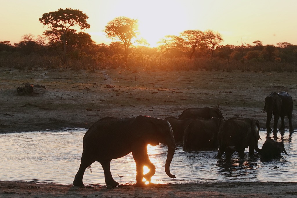 🇿🇼 辛巴威 | 人生首次動物獵遊在萬基國家公園！ My First Safari in Hwange National Park, Zimbabwe