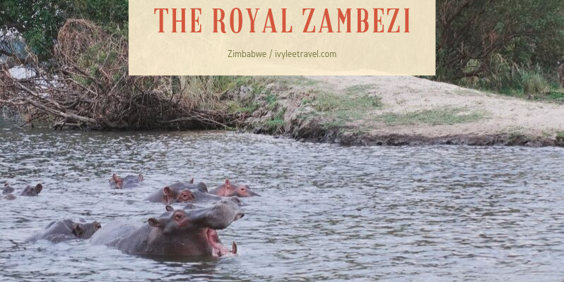 🇿🇼 辛巴威 | 日落時分的生態遊船：皇家尚比西號 The Royal Zambezi, Zimbabwe