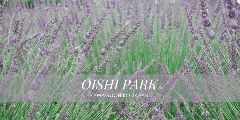 🇯🇵 河口湖 | 大石公園看富士山、薰衣草╳Brand New Day Coffee吃晚餐