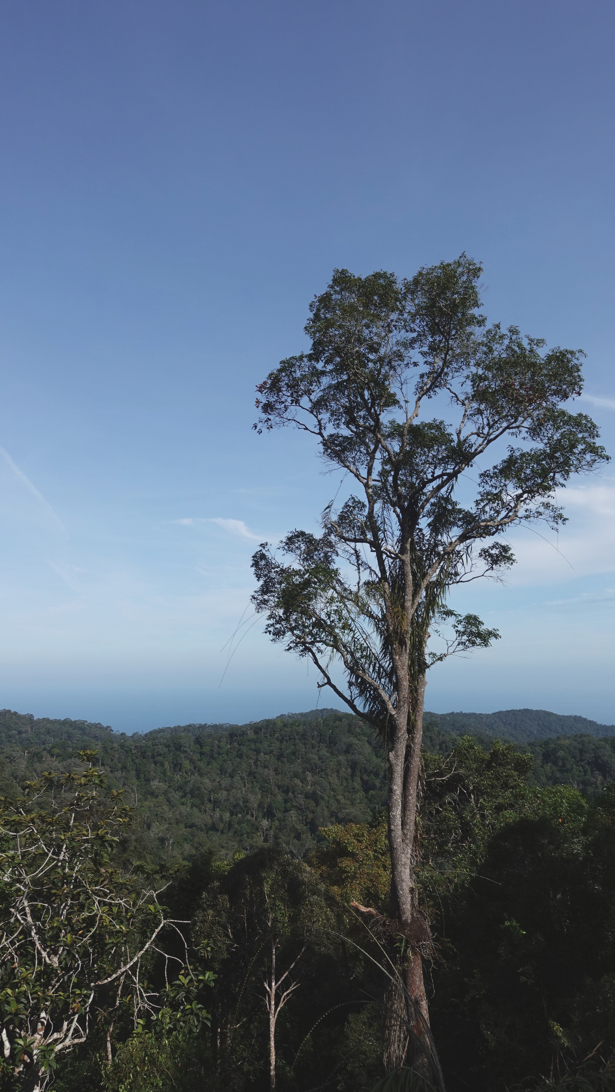 🇲🇾 馬來西亞檳城升旗山，親子綠野散步首選！Penang Hill, Malaysia