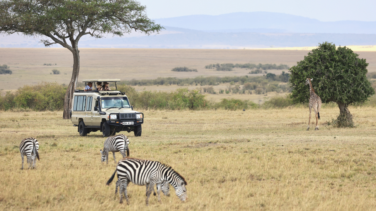 🇰🇪 肯亞動物大遷徙⨉拉穆漫遊 私房景點大公開！The Great Migration and Lamu, Kenya